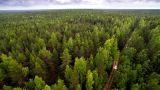 Путин обеспокоен хищнической вырубкой лесов