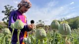 В Афганистане выросло производство наркотиков