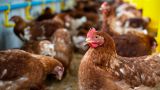 В Кишиневе власти объявили чрезвычайную ситуацию из-за птичьего гриппа