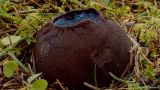 В России начали выращивать краснокнижные грибы для натуральных косметических средств
