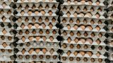 Азербайджан начал поставлять в Россию первые партии куриных яиц