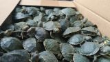 На границе Северной Осетии и Грузии обнаружили 3,5 тыс. черепах