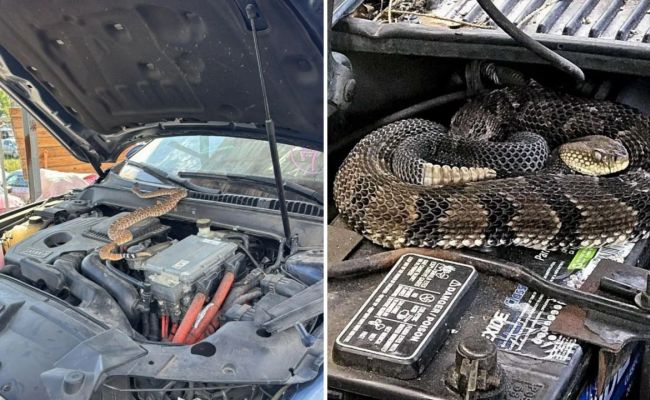 «Переехала» в Кишинев: под капотом машины из США нашли змею «Переехала» в Кишинев: под капотом машины из США нашли змею