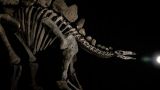На аукционе в США выставят полный скелет стегозавра возрастом 150 млн лет