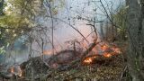 Гидрометцентр предупредил о чрезвычайной пожарной опасности в Крыму