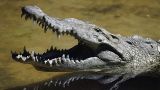 Права животных: Бен-Гвиру запретили использовать крокодилов для охраны тюрем