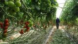«Томатная корона»: израильский вирус настиг турецкие помидоры