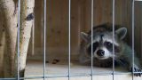 Животные в зоопарках впадают в депрессию из-за отсутствия людей