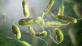 Плотоядная Vibrio vulnificus: найденная в Штатах бактерия стопроцентно убийственная