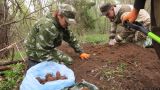 За год в России поисковики обнаружили останки 783 защитников Отечества
