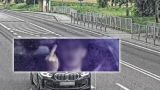 Украинца, 10 раз показавшего средний палец польским полицейским, отпустили