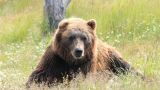 На Камчатке медведь напал на спавшую в палатке туристку
