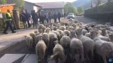 Во французскую школу символически зачислили 15 овец