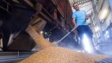 Захарова прокомментировала слова польского министра об импорте зерна с Украины