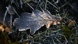 В Гидрометцентре предупредили о заморозках в регионах России