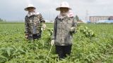 Чиновник отдал китайским фирмам земли заказника под выращивание сои