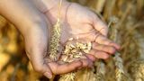 Урожай пшеницы в Румынии оказался ниже прошлогоднего на 15−18%