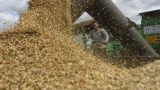 Минсельхоз России прогнозирует рекордный урожай зерновых