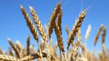 Версия от Bloomberg: чем канадская засуха грозит мировому рынку продовольствия