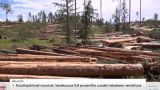 После прекращения ввоза из России в Финляндии подскочили цены на древесину