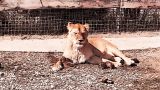 Семь львиц из зоопарка Мариуполя переезжают в Крым