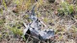 БПЛА самолетного типа, несущий взрывчатку, прилетел в Калужскую область