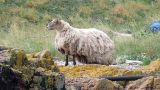 «Самую одинокую овцу Великобритании» спасали пять мужчин