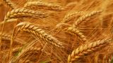 Россия будет ежегодно поставлять в Иран 1,5 млн тонн пшеницы