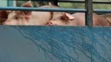 В Гонконге выявлена вспышка африканской чумы свиней