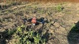Белорусские пограничники перехватили украинский беспилотник-шпион