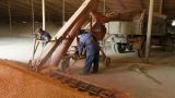 Еврокомиссия согласовала ограничения на поставки в Евросоюз зерна с Украины