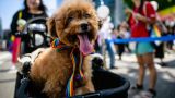 Собаку съели: законодатели Южной Кореи хотят запретить национальное блюдо