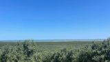 Азербайджанская компания намерена производить в Дагестане оливковое масло