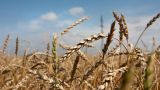 В Словакии призвали отказаться от зерна из Украины из-за его низкого качества