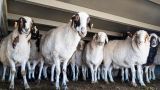 Казахстан намерен купить у Монголии 500 тысяч коз