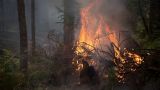 Эстония борется с лесными пожарами