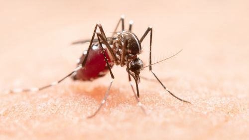 A "mosquito storm" is coming to the Moscow region