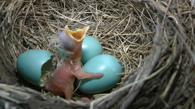 Яйца птиц фото с названиями голубого цвета